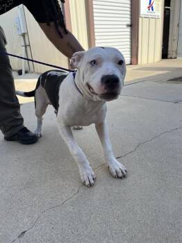 BLICK -  Pit Bull Terrier Dog for Adoption in Killeen, Texas - BLICK | PetCurious