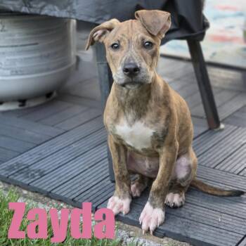 Zayda -  Terrier and Mixed Breed Dog for Adoption in Ellicott City, Maryland - Zayda | PetCurious