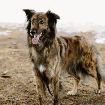 Australian Shepherd and Labrador Retriever Dogs Available for Adoption in Mississauga, Ontario - Cosmo | PetCurious