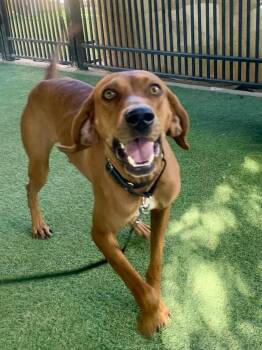 Gomez -  Coonhound Dog for Adoption in Grass Valley, California - Gomez | PetCurious