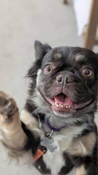 French Bulldog Dogs Available for Adoption - Chocolate | PetCurious