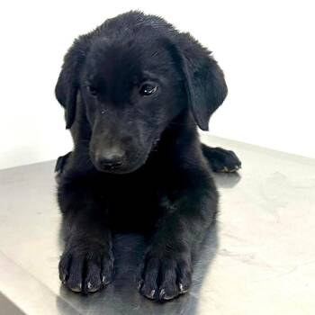 Mixed Breed Dogs Available for Adoption in New York, New York - Padme (p) | PetCurious
