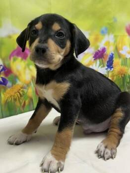 Terrier and Mixed Breed Dogs Available for Adoption in San Antonio, Texas - Garrett | PetCurious