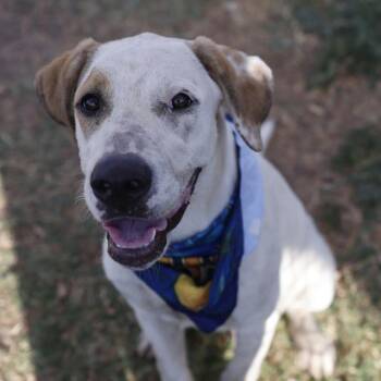 CASH -  Hound Dog for Adoption in San Antonio, Texas - CASH | PetCurious