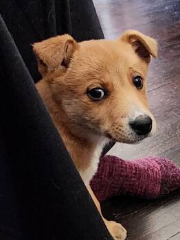 Shepherd and Rat Terrier Dogs Available for Adoption - Pete | PetCurious