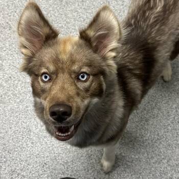 Tala -  Husky Dog for Adoption in Grand Rapids, Michigan - Tala | PetCurious