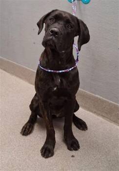 ANNIE -  Cane Corso Dog for Adoption in Las Vegas, Nevada - ANNIE | PetCurious
