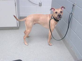 NIKO -  Boxer and Mixed Breed Dog for Adoption in Omaha, Nebraska - NIKO | PetCurious
