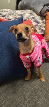 Chihuahua Dogs Available for Adoption - Frankie | PetCurious