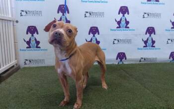American Staffordshire Terrier and Whippet Dogs Available for Adoption - JELLYBEAN | PetCurious
