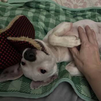 Mochi B -  Terrier Dog for Adoption in Beaumont, Texas - Mochi B | PetCurious