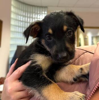 Saratoga - Carly Simon Litter -  Husky and Terrier Dog for Adoption in Holly Springs, North Carolina - Saratoga - Carly Simon Litter | PetCurious
