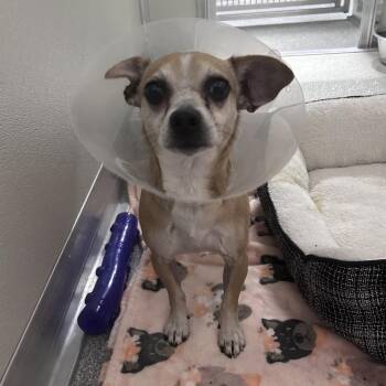 James -  Chihuahua Dog for Adoption in Oak Brook, Illinois - James | PetCurious