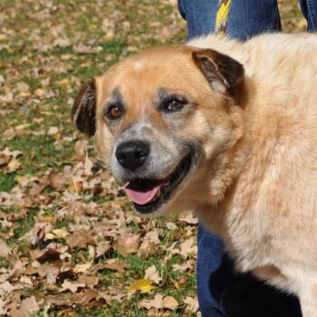 Rescue Mixed Breed Dogs for Adoption in Prescott, Arizona - Cookie | PetCurious