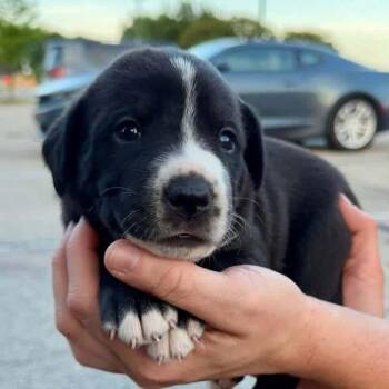 Moomba -  Border Collie and Mixed Breed Dog for Adoption in Brainerd, Minnesota - Moomba | PetCurious