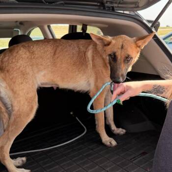 Haven -  Shepherd Dog for Adoption in Tulsa, Oklahoma - Haven | PetCurious