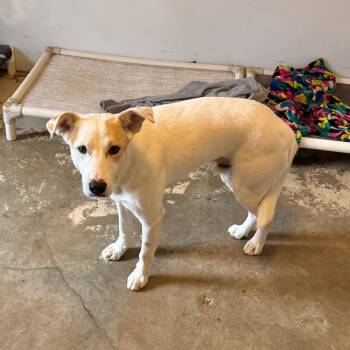 Mixed Breed Dogs Available for Adoption in Brownsboro, Alabama - Liam | PetCurious