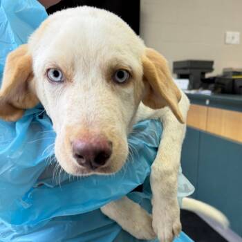 Rena -  Mixed Breed Dog for Adoption in Walker, Michigan - Rena | PetCurious