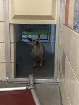 WYNONA -  Chihuahua Dog for Adoption in Corpus Christi, Texas - WYNONA | PetCurious