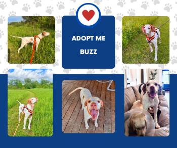 Buzz (NY) -  English Pointer Dog for Adoption in Bridgeton, New Jersey - Buzz (NY) | PetCurious
