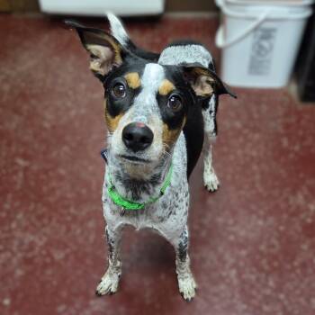 Bluey -  Australian Cattle Dog Blue Heeler Dog for Adoption in Fargo, North Dakota - Bluey | PetCurious