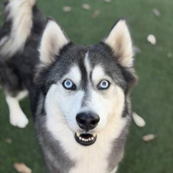 Lumi -  Siberian Husky Dog for Adoption in Sacramento, California - Lumi | PetCurious
