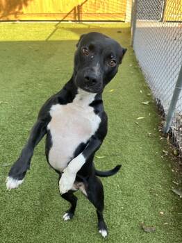 Rescue Terrier Dogs for Adoption in Hilton Head Island, South Carolina - Rachel | PetCurious