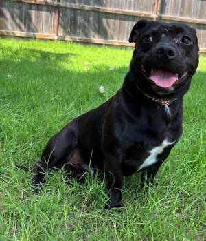 Staffordshire Bull Terrier Dogs Available for Adoption - Doug(Chuck) | PetCurious
