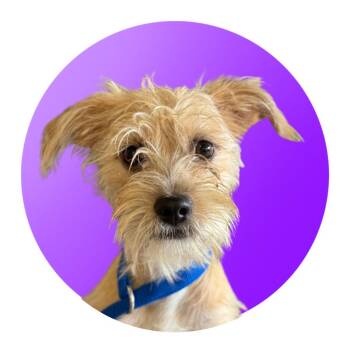 Dolly Parton -  Mixed Breed Dog for Adoption in Pacific Grove, California - Dolly Parton | PetCurious