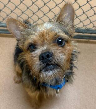 Griff -  Terrier Dog for Adoption in Norwalk, Connecticut - Griff | PetCurious