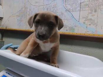Schnauzer and Mixed Breed Dogs Available for Adoption in Tulsa, Oklahoma - NACHO | PetCurious