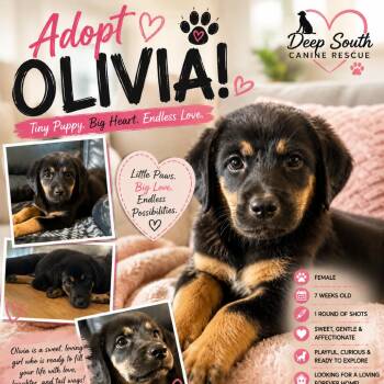 Olivia 9555 -  Mixed Breed Dog for Adoption in Loxahatchee Groves, Florida - Olivia 9555 | PetCurious