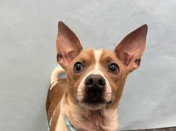 Gus -  Basenji and Mixed Breed Dog for Adoption in Golden Valley, Minnesota - Gus | PetCurious