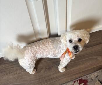 Leo -  Poodle Dog for Adoption in Rockford, Illinois - Leo | PetCurious