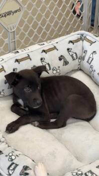 American Staffordshire Terrier Dogs Available for Adoption in Wendell, North Carolina - Herb | PetCurious