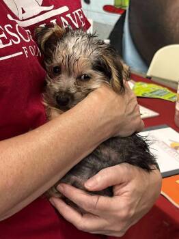 Lexi -  Yorkshire Terrier and Maltese Dog for Adoption in Caldwell, New Jersey - Lexi | PetCurious