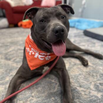Maverick -  American Staffordshire Terrier and Catahoula Leopard Dog Dog for Adoption in Roswell, Georgia - Maverick | PetCurious