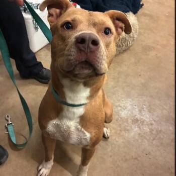 Fire -  Pit Bull Terrier Dog for Adoption in Austin, Texas - Fire | PetCurious