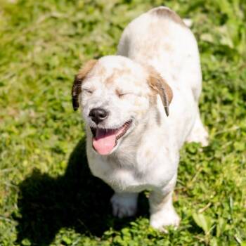 Labrador Retriever and Australian Cattle Dog Blue Heeler Dogs Available for Adoption in Wilmington, Delaware - Atticus Finch | PetCurious