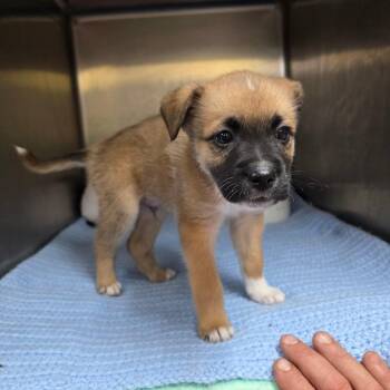 American Eskimo Dog and Boxer Dogs Available for Adoption in Hinesville, Georgia - Sprout | PetCurious