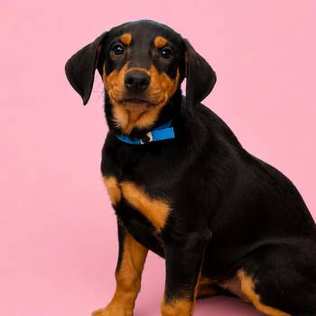 Galleria -  Doberman Pinscher and Mixed Breed Dog for Adoption in Concord, North Carolina - Galleria | PetCurious