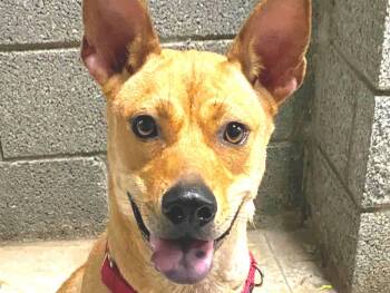 Rescue Mixed Breed Dogs for Adoption in City Of Industry, California - Salome | PetCurious