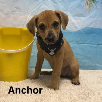 Anchor -  Terrier Dog for Adoption in Columbia, Maryland - Anchor | PetCurious