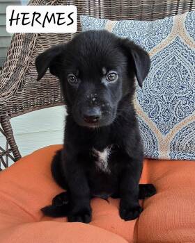 Hermes -  Black Labrador Retriever and German Shepherd Dog Dog Available for Adoption in Sanford, North Carolina - Hermes | PetCurious