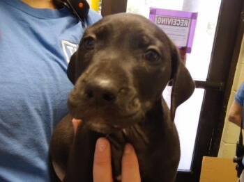 RAFT -  Pit Bull Terrier and Mixed Breed Dog for Adoption in Tulsa, Oklahoma - RAFT | PetCurious