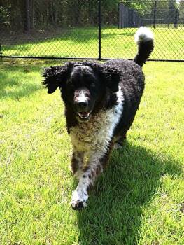 Curly Coated Retriever and Portuguese Water Dog Dogs Available for Adoption in Washington, District Of Columbia - Logan (aka Lance) | PetCurious