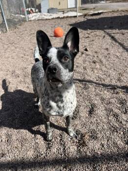 Boston Terrier and Australian Cattle Dog Blue Heeler Dogs Available for Adoption in Houghton, Michigan - Sabran | PetCurious