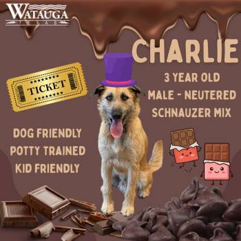 Charlie -  Giant Schnauzer Dog for Adoption in Watauga, Texas - Charlie | PetCurious