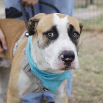 American Staffordshire Terrier Dogs Available for Adoption - SIR LOU | PetCurious