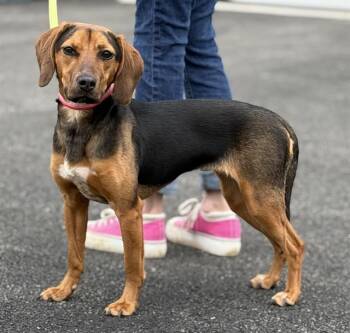 WINNIE -  Beagle Dog for Adoption in Canfield, Ohio - WINNIE | PetCurious